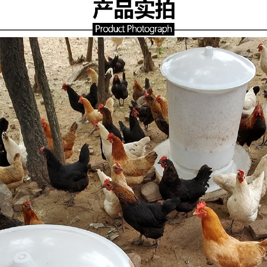 镇平县食槽 鸡鸭鹅自动喂食器