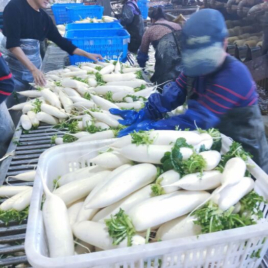 长阳县白萝卜 基地直供 价格便宜 量大从优  对接全国