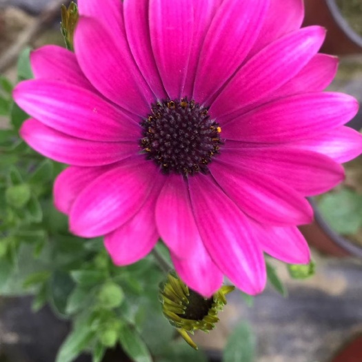 成都万寿菊苗 南非万寿菊