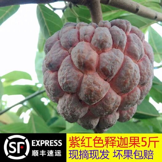 徐闻县 紫红色释迦果，释迦果一件代发，批发