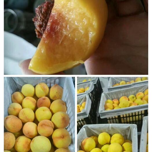 宜都市 湖北荆州三湖锦绣黄桃大量批发销售