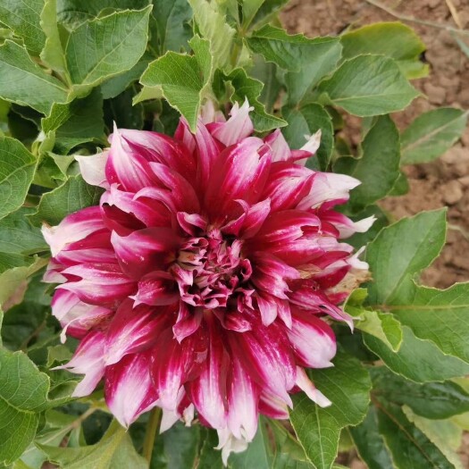 菏泽大丽花种球 大丽花苗 重瓣大丽花 品种齐全花色鲜艳 价格合适