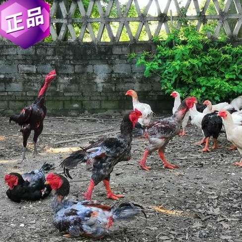 南宁越南脱温东涛鸡苗 东涛鸡苗