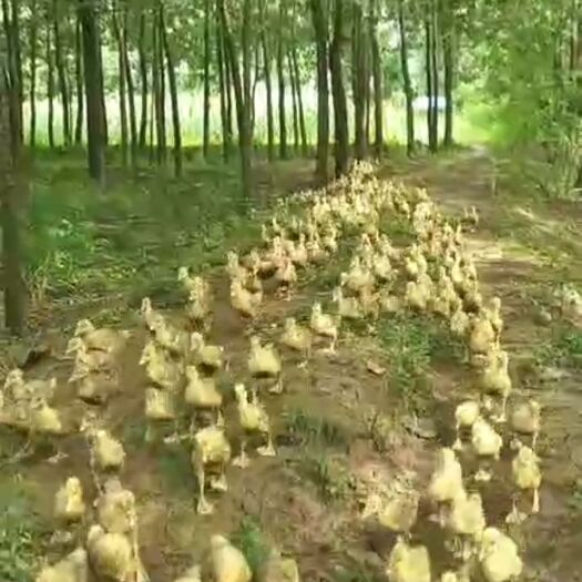 南京 出售大种脱温鹅苗十五之二十天苗