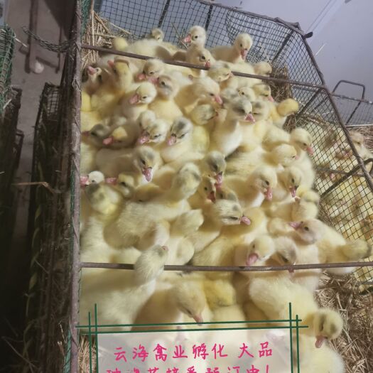大三花 大品种鹅苗 可视频看货