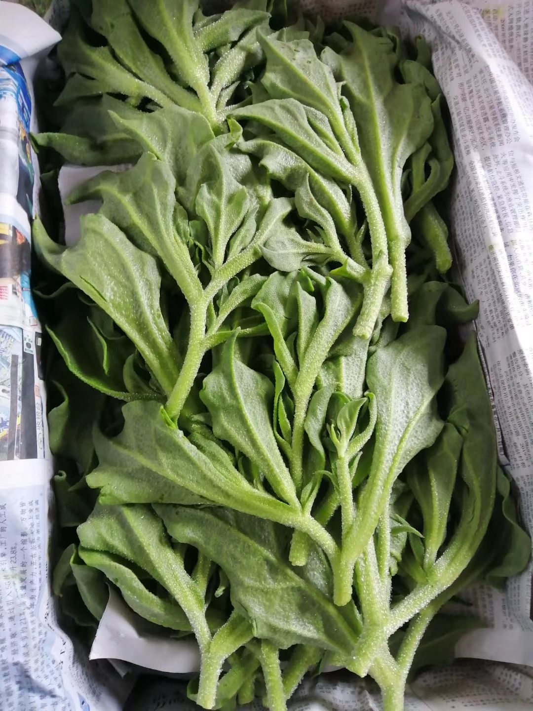 非洲冰草冰菜特菜苗菜產(chǎn)銷基地