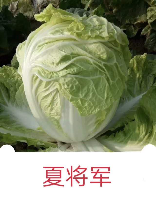 夏将军白菜种子~出苗后50天收获叶面无刺毛品感好