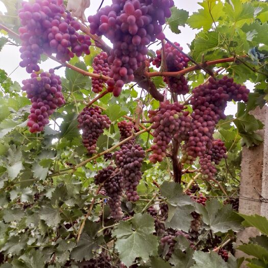 和静县克伦生葡萄 新疆优势区域种植8月下旬采摘，可存至明年3月，上市期长品质优