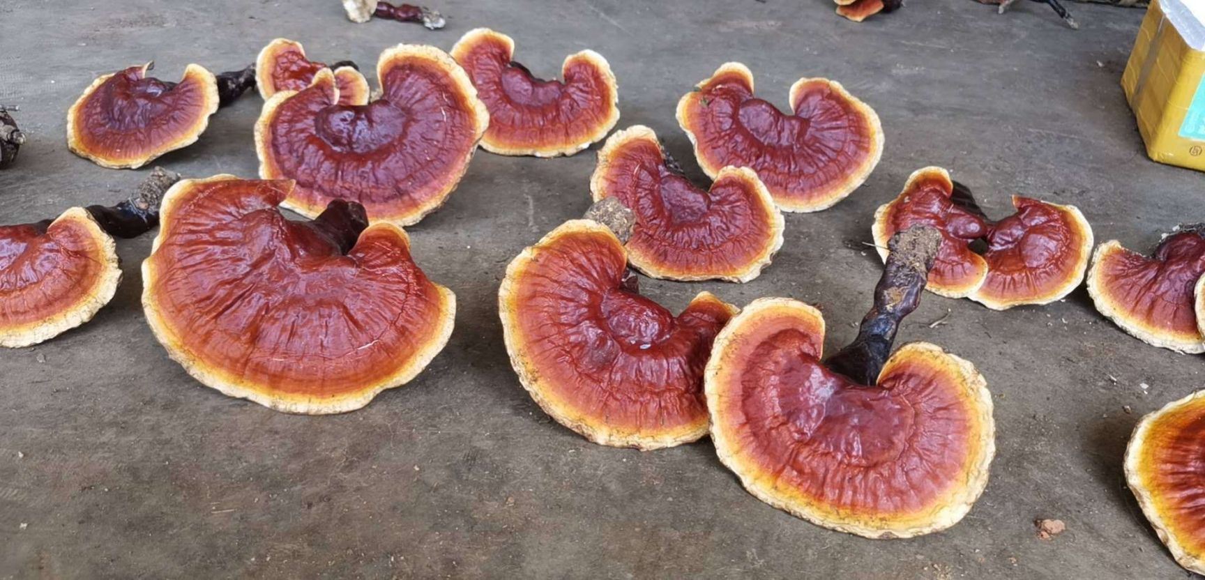 金边灵芝  精品灵芝