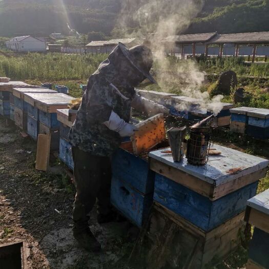 临江市土蜂蜜 2年以上 42 本品不能代替药物