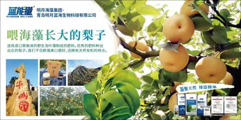 涟源市 湖南威铭农业牛山园金秋梨梨子古塘
