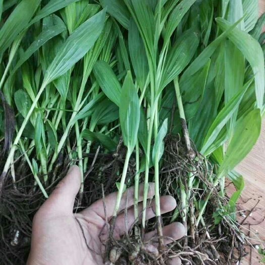 成都白芨苗，白芨块茎免得技术指导
