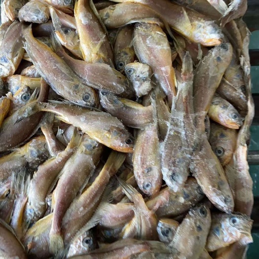  小黄花鱼