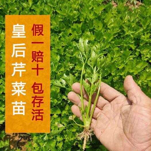 法国皇后芹菜种子 法国🇫🇷皇后芹菜苗西芹苗