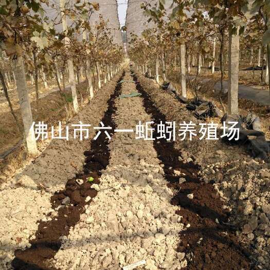 广州袋装蚯蚓粪 包邮 蚯蚓基地直供 育苗基质 果树基肥 有机肥王