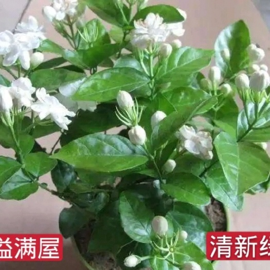 平邑县茉莉花苗 茉莉花盆栽带花苞虎头茉莉四季花苗阳台浓香鲜花绿植庭院清香