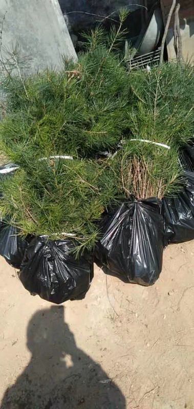 绛县 杯苗白皮松  质量好  价格低   保质保量随时发货