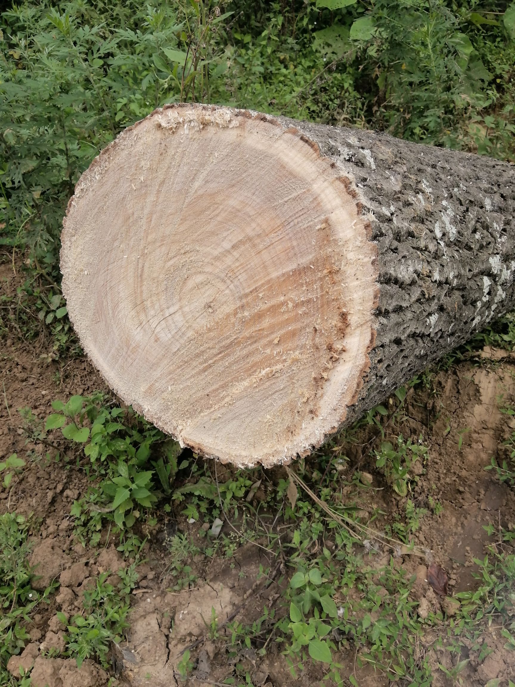 泡桐木 泡桐树，有需要的老板联系我