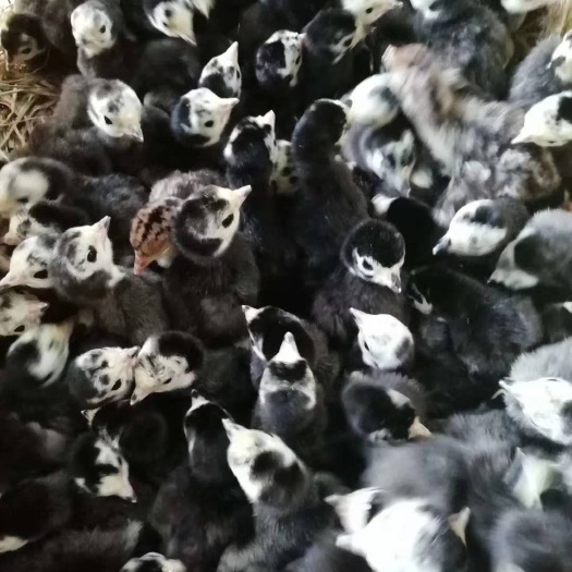 南宁 大品种火鸡苗，火鸡苗