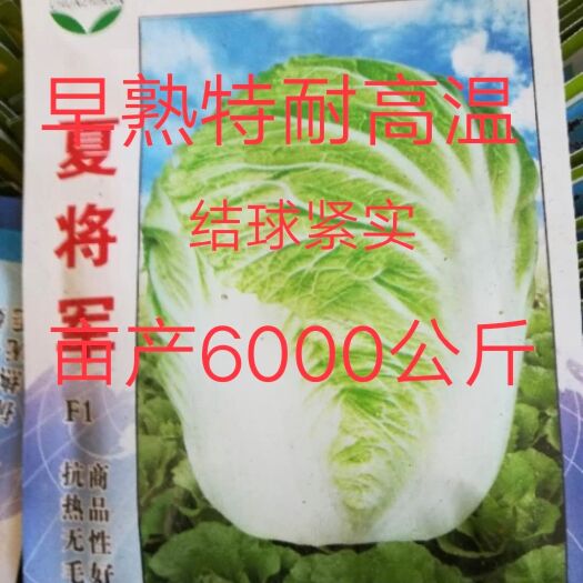 扶沟县夏将军白菜种子~出苗后50天收获叶面无刺毛品感好