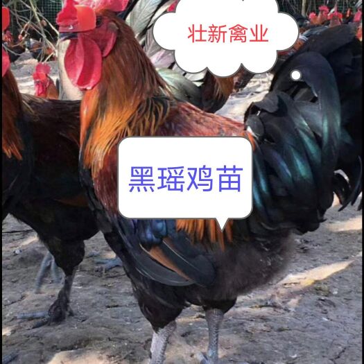 南宁 大黑瑶鸡苗、青黑脚土鸡苗、厂家直销、包防疫苗贵州云南专车送苗
