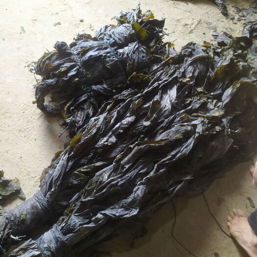莆田鲜海带  无沙海带摆地滩，下乡食堂工地的散装好海带厂家直销