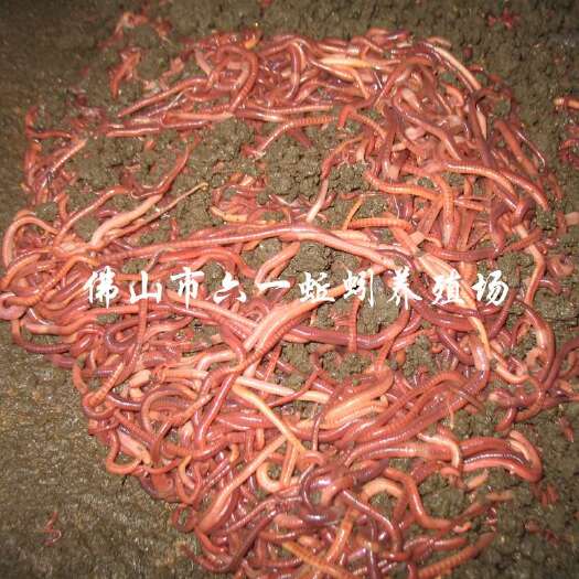 广州大平二号蚯蚓  供应蚯蚓种苗 鱼虾饲料 活体蚯蚓