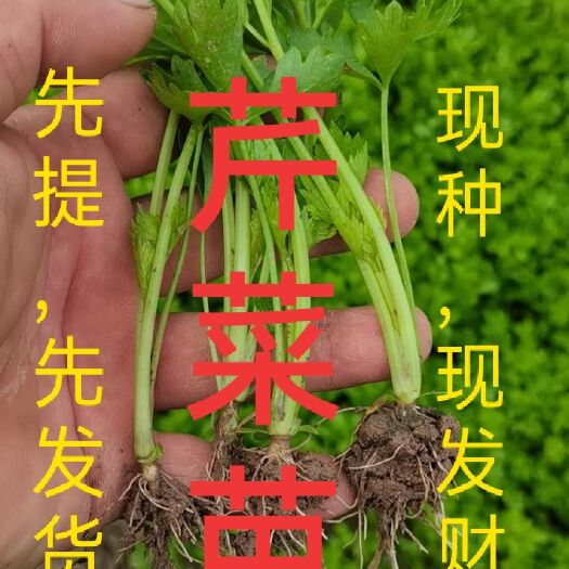  芹菜苗，山东西芹苗山东皇后芹菜苗