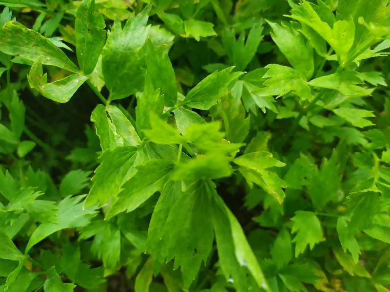 肉独活苗，柴独活苗，独活种子，一手货源欢迎致电！