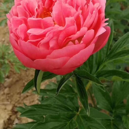 菏泽珊瑚落日  荷兰 芍药