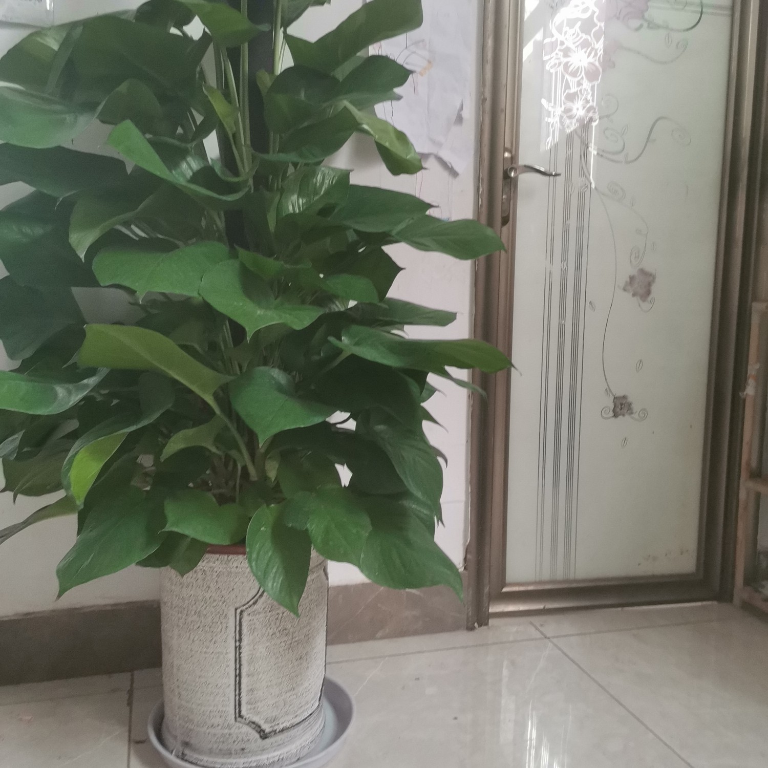 绿萝柱大叶室内外盆栽绿植