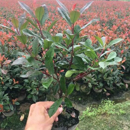 泰安红叶石楠球  红火焰石楠小苗火焰石楠杯苗红火焰石楠球独干石楠基地直供