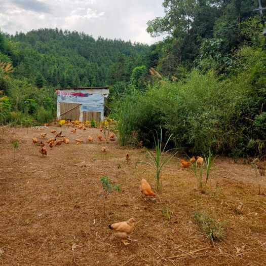 平江县 一年才能长大的山地鸡做出来的汤就像小时候妈妈炖出来的土鸡味道