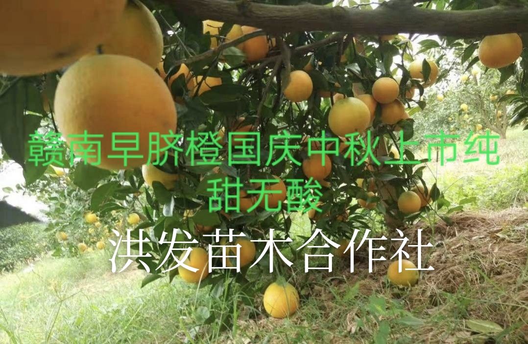 赣南早脐橙枝条，芽条，脐橙枝条