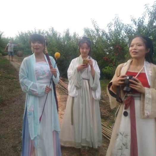 会同县 锦绣黄桃果园基地每天都有人去采摘还有仙女采摘哦！