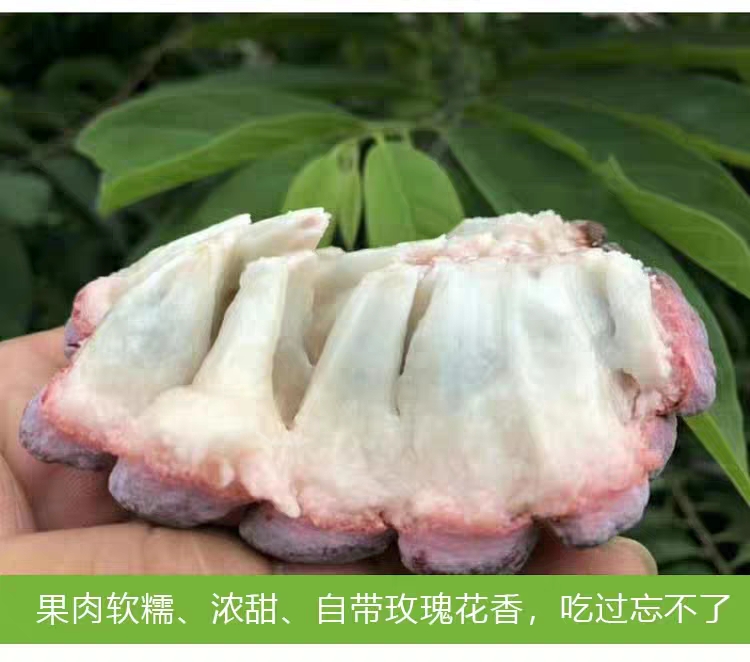  紫红色释迦果，释迦果一件代发，批发
