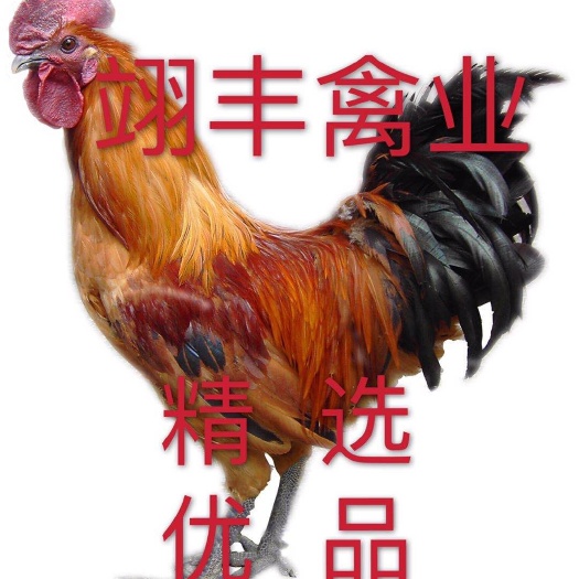 云南快大型乌骨鸡苗，麻毛乌鸡苗，诚信经营，已做好疫苗！