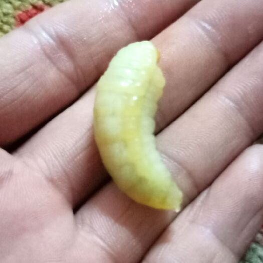 永州 金环虎头蜂蛹