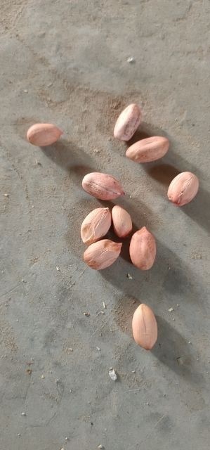 浚县开农1715花生种子  高油酸花生种子米