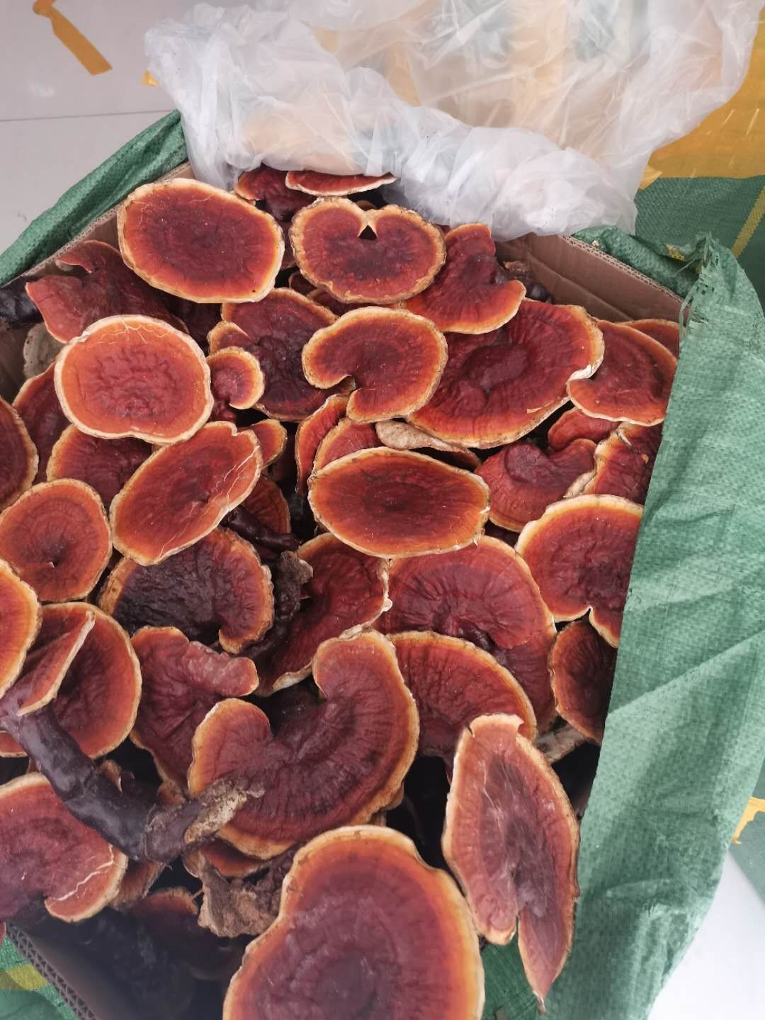 金边灵芝  精品灵芝