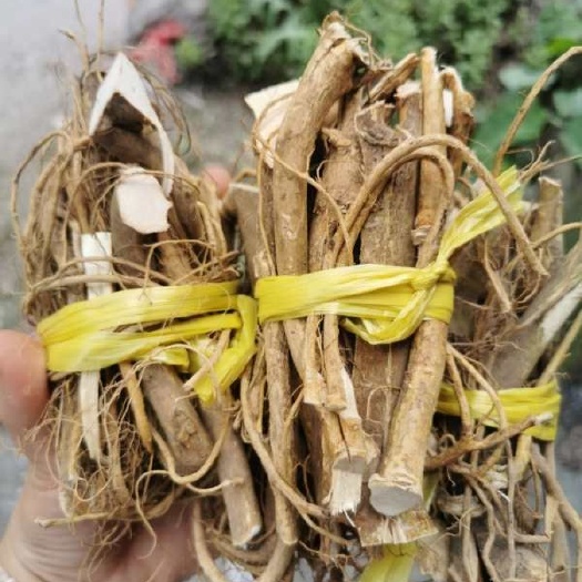 广州牛奶树根  白花牛奶根小扎把