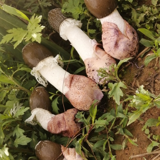 兴仁市红托竹荪  直销地的货