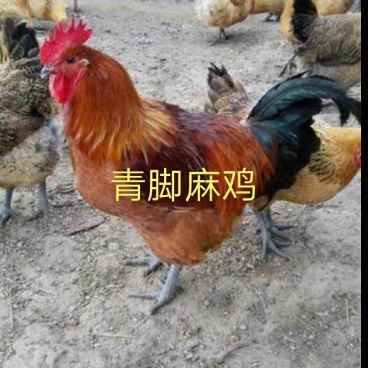 南宁 青脚麻鸡苗，铁脚鸡苗