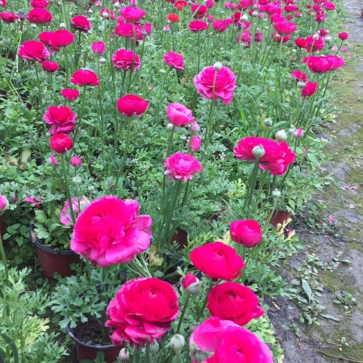 成都花毛茛