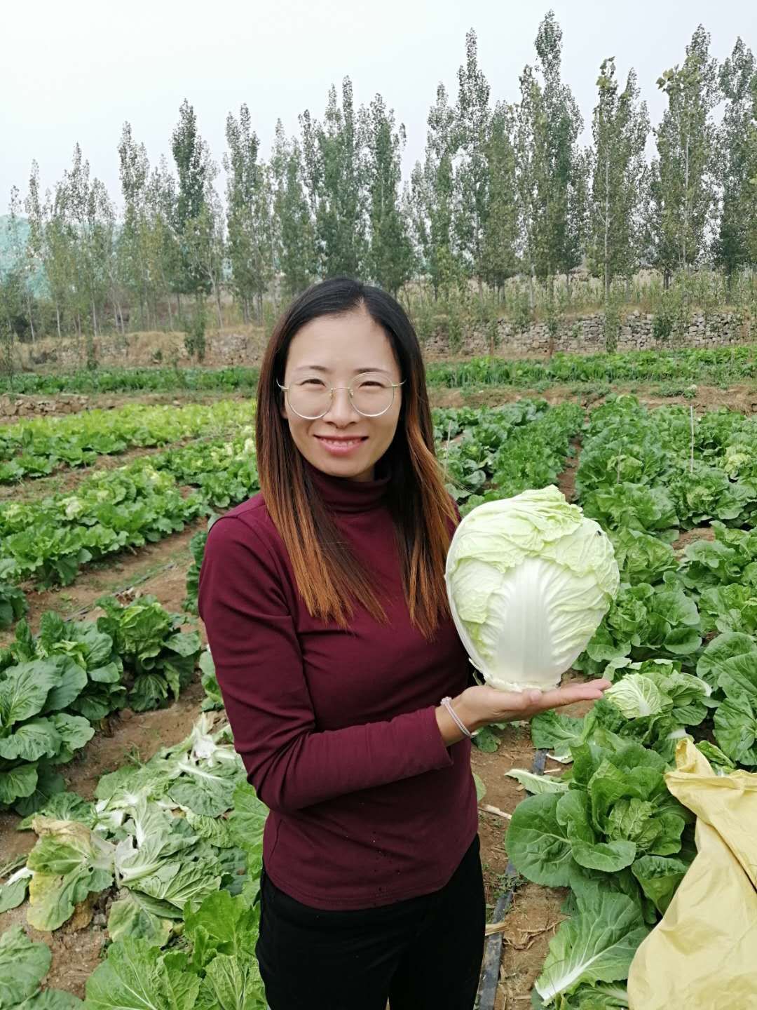 夏将军白菜种子~出苗后50天收获叶面无刺毛品感好