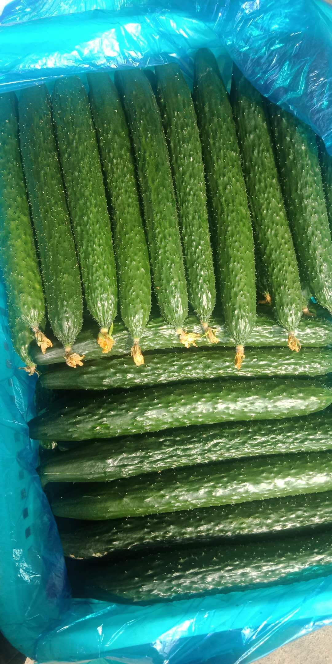 单县翠玉黄瓜 瓜直,口感好