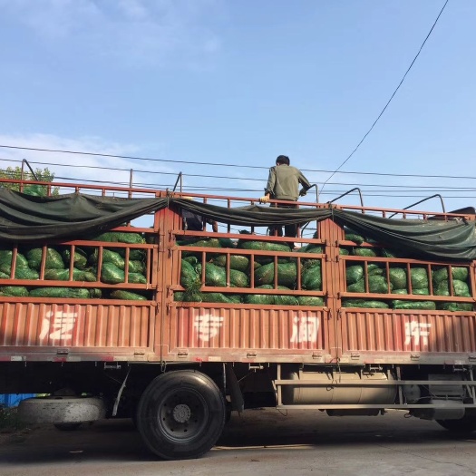 宜都市麦冬草