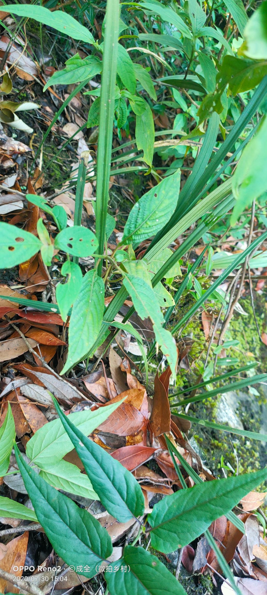 贵州紫秀寒兰