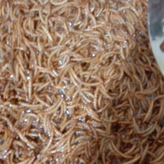 唐县黄粉虫 油炸面包虫