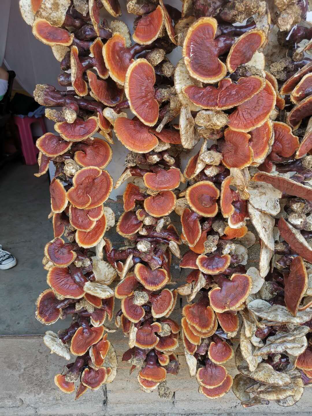 金边灵芝  精品灵芝